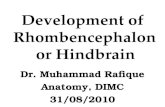 Development of Rhombencephalon and Mesencephalon