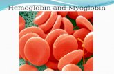 biochemistry of MYOGLOBIN & HEMOGLOBIN