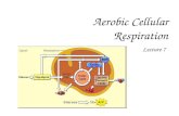 Aerobic Respiration Power Point