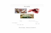 Kinds of Algae