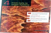 004 - From Cells to Organ Systems 0001