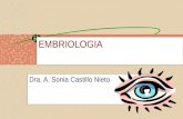 Embriologia Del Ojo -> Futura  Médica