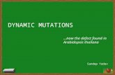 Dynamic mutation a trinucleotide repeat disorder