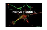 Nerve Tissue 2 histology