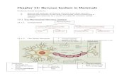 Chapter 13 Nervous System in Mammals - Lecture Notes