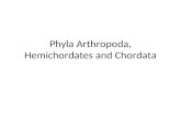 Marine Biology Phyla Arthropoda, Hemichordates and Chordata