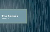 The Five Senses Powerpoint Lecture