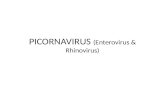 PICORNAVIRUS (Enterovirus & Rhinovirus)