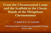 From the Chromosomal Loops and the Scaffold to the Classic Bands of the Metaphase Chromosomes Y. Saitoh & U. K. Laemmli Cold Spring Harbor Symposia on.