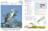 Wildlife Fact File - Birds - 31-40