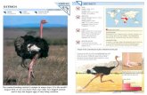 Wildlife Fact File - Birds - 21-30