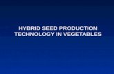 Hybrid Seed Production Technology