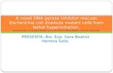 PRESENTA: Bio. Exp. Sara Beatriz Herrera Solís. A novel DNA gyrase inhibitor rescues Escherichia coli dnaAcos mutant cells from lethal hyperinitiation.