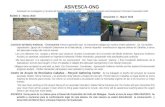 ASIVESCA-ONG Asociación de Investigación y Fomento del Desarrollo Cabañas -ONG Cabañas Research and Development Promotion Association-NGO Boletín 3 – Marzo.