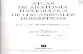 Atlas de Anatomia Topografica de Lo Animales Domesticos - Tomo 3
