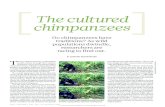 The Cultured Chimp