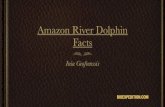 Amazon River Dolphin, The Pink Dolphin - Facts