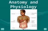 Anatomy and Physiology: Gastrointestinal Tract