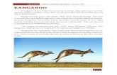 REPORT TEXT EXAMPLE: Kangaroo