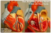 BIOL 121 Heart Anatomy Photo Atlas