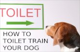 How to toilet train your dog