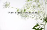 Plant organ cross sections