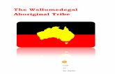 The Wallumedegal Aboriginal Tribe