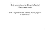 Introduction to Craniofacial Development