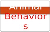 Animal Behaviors PowerPoint #1