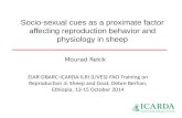 Socio-sexual cues as a proximate factor affecting reproduction behavior and physiology in sheep
