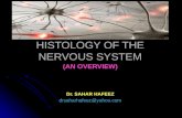 Histology of the nervous system