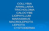 COLLYBIA ARMILLARIA TRICHOLOMA CALOCYBE LIOPHYLLUM MARASMIUS MACROLEPIOTA LEPIOTA CYSTODERMA.
