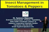Ayanava tomato pepper pests 2012