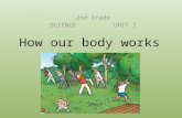 Unit 1 how our body works