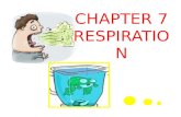 Chapter 7 : respiration