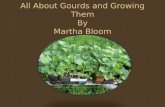 Gourd Growing Facts