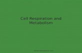 Cell Respiration &Metabolism