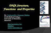 DNA structure, Functions and properties
