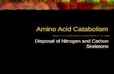 Amino Acid Catabolism 2
