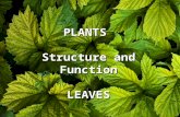 Leaves, Structure and Function