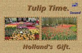 Tulipsofthe Netherlands Lm 04 04 07