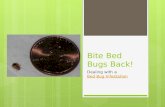Bite Bed Bugs Back! Dealing with a Bed Bug Infestation