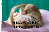 Anaerobic Digestion Presentazione Si