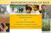 Biofortification of rice