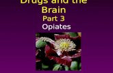 Drugsandthe Brain Part3 Opiates