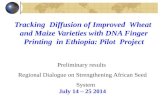 DNA Finger Printing of Maize and Wheat in Ethiopia