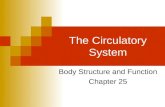 A&P Chapter 25 The Circulatory System