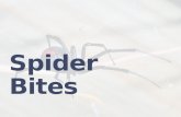 Managing Spider Bites in the ED