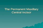 The permanent maxillary  central incisor