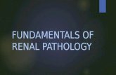 Renal pathology